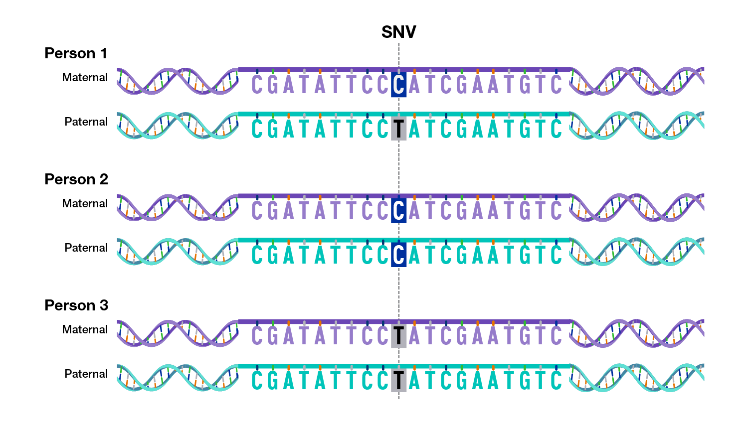 Human Genomic Variation